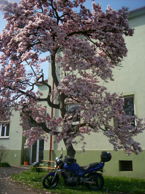Pod Magnolii