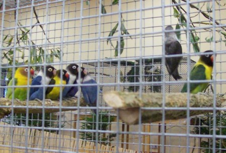 agapornisi